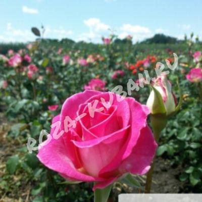 Роза Верди