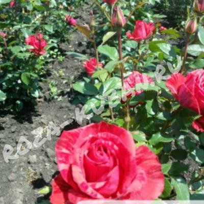 Роза Ред интуишн