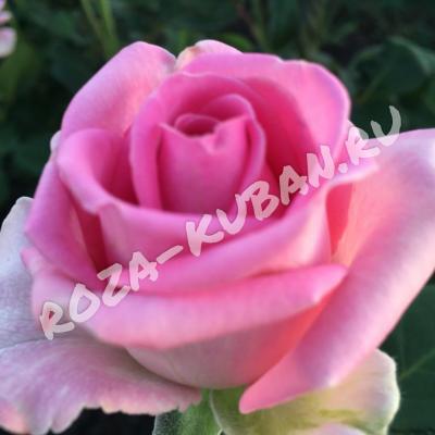Роза Аква