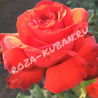 Роза Артуро Тосканини