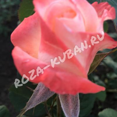 Роза Белла перла