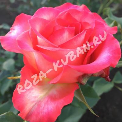Роза Легенда