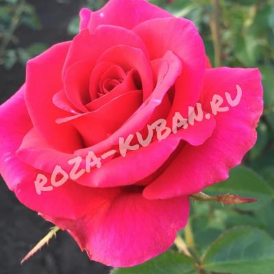 Роза Катерина