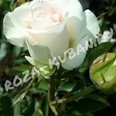 Роза Титаник