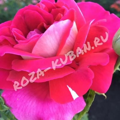 Роза Кроненбург