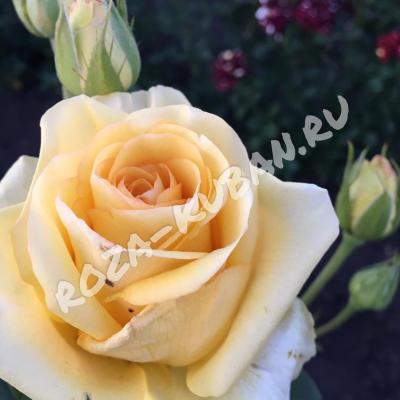 Роза Пич аваланш