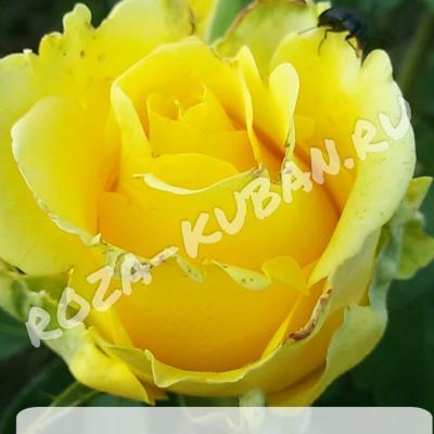 Роза Пенни Лейн