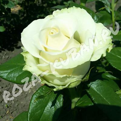 Роза Ля перла