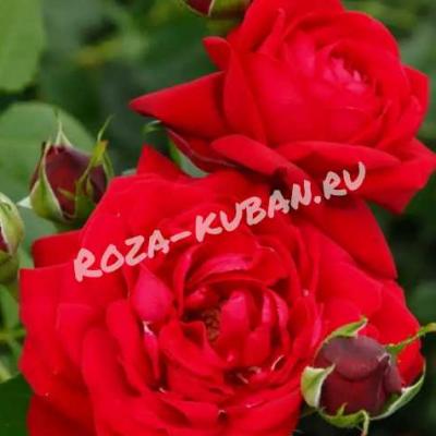 Роза Тиамо