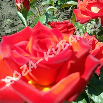 Роза Саша